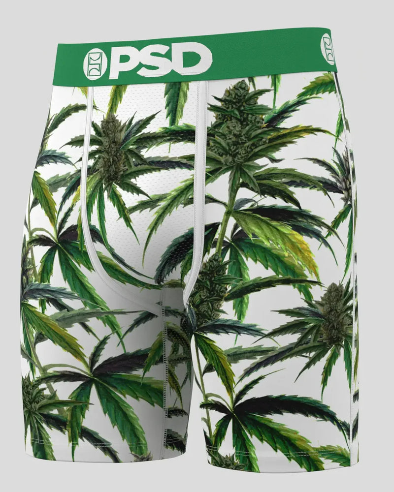 Buds & Bloom Boxer - PSD